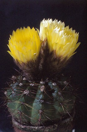notocactus-spec-nov-i-2 (1)