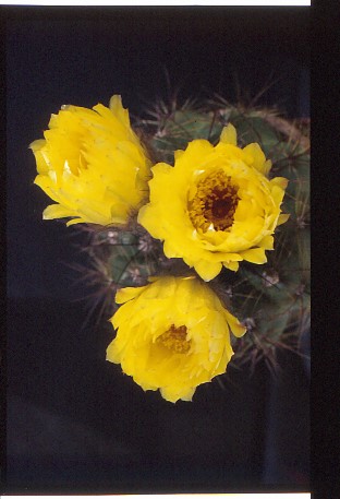 notocactus-spec-nov-i-3 (1)