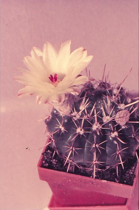 notocactus-spec-nov-i-4 (1)