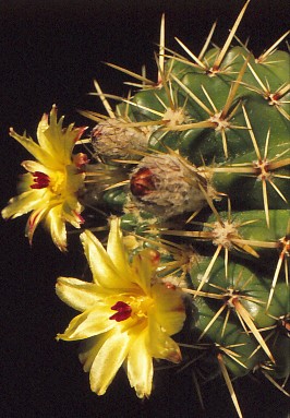 notocactus-submammulosus-var-pompeanus-1 (1)