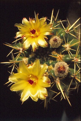 notocactus-submammulosus-var-pompeanus-2 (1)