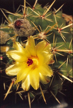 notocactus-submammulosus-var-pompeanus-3 (1)