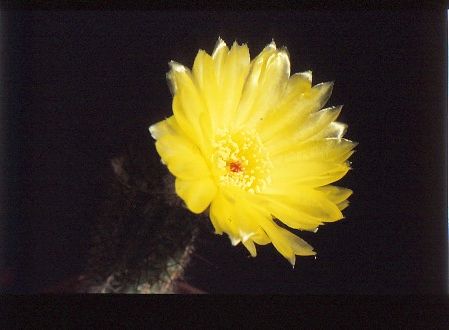 notocactus-tenuiccyllinum-1