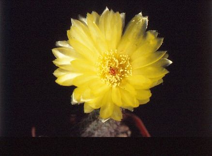 notocactus-tenuiccyllinum-2