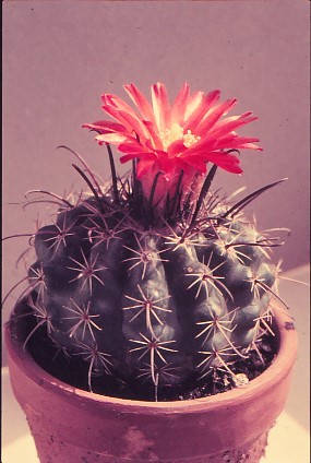 parodia-mairanana-1