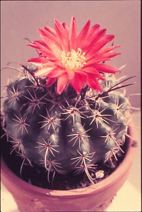 parodia-mairanana-2