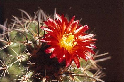 parodia-mairanana-3