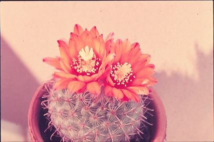 parodia-mutabilis-1