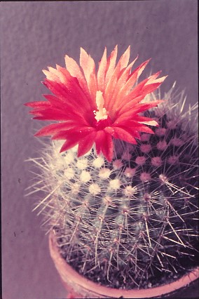 parodia-nivosa-1
