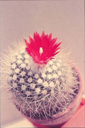 parodia-nivosa-2