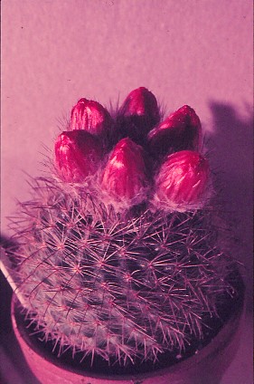 parodia-sanguiniflora-1