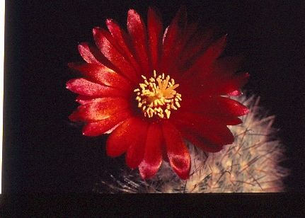 parodia-sanguiniflora-2