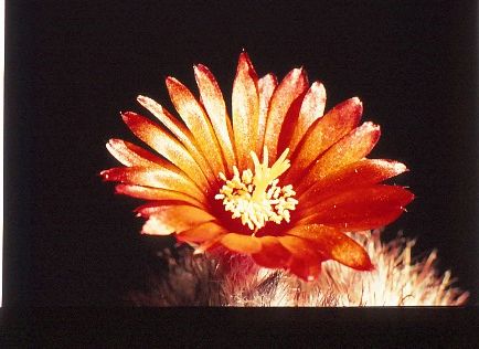 parodia-sanguiniflora-5