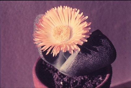 pleiospilos-bolusii-1