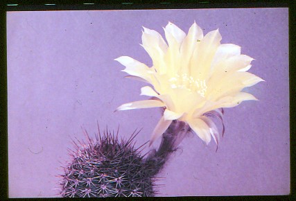 pseudolobivia-aurea-1