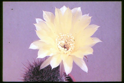 pseudolobivia-aurea-2
