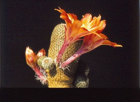 rebutia-heliosa-1