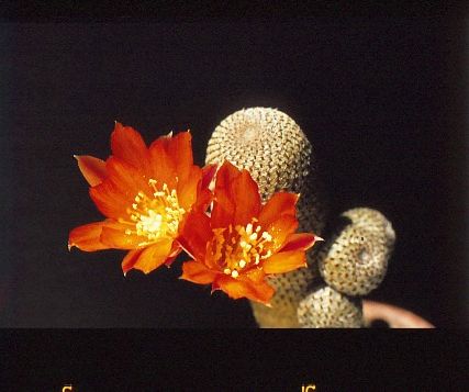rebutia-heliosa-2