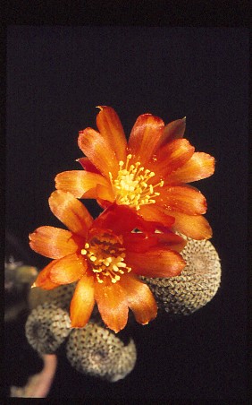 rebutia-heliosa-3