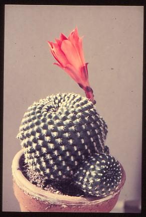rebutia-krainziana-1