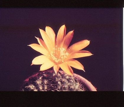 rebutia-marsoneri-1
