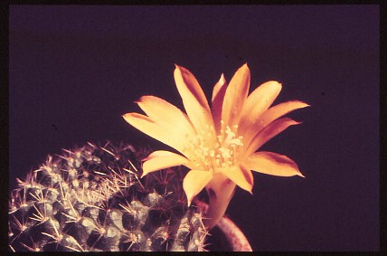 rebutia-marsoneri-2
