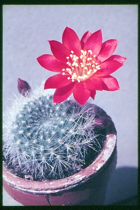 rebutia-senilis-var.-iseliniana-1