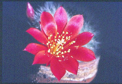 rebutia-senilis-var.-iseliniana-2