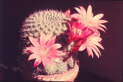rebutia-violaciflora-1