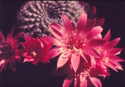 rebutia-violaciflora-2