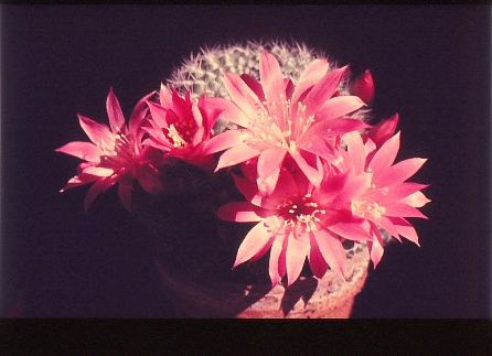 rebutia-violaciflora-3