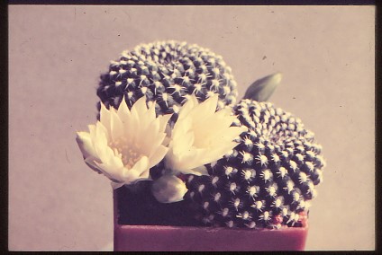 rebutia-zweibrueckener-hybrid-1
