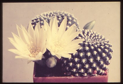 rebutia-zweibrueckener-hybrid-2