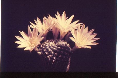 reputia-hybride-2