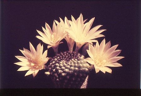 reputia-hybride-3