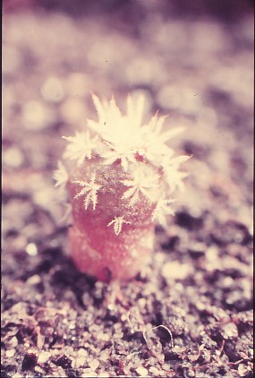 reputia-hybride-Saemling-1