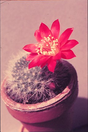 reputia-senilis-var.-iseliniana-1