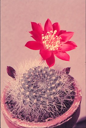 reputia-senilis-var.-iseliniana-2