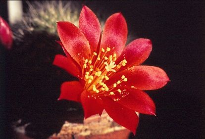 reputia-senilis-var.-iseliniana-3