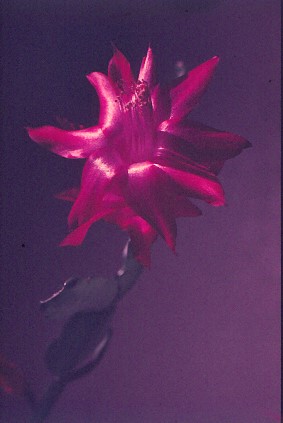 schlumbergera-russelliana-1