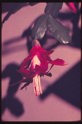 schlumbergera-russelliana-1 (1)