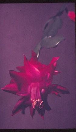 schlumbergera-russelliana-2