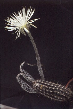 setiechinopsis-mirabilis-1