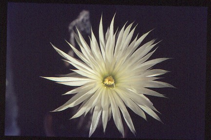 setiechinopsis-mirabilis-1 (1)
