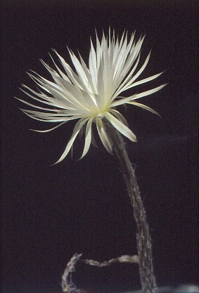 setiechinopsis-mirabilis-2