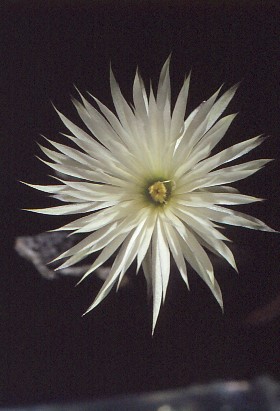 setiechinopsis-mirabilis-3