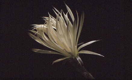 setiechinopsis-mirabilis-3 (1)