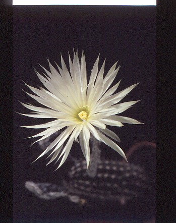 setiechinopsis-mirabilis-4