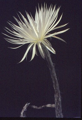 setiechinopsis-mirabilis-4 (1)