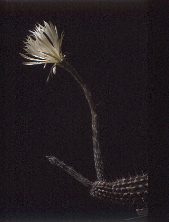 setiechinopsis-mirabilis-5